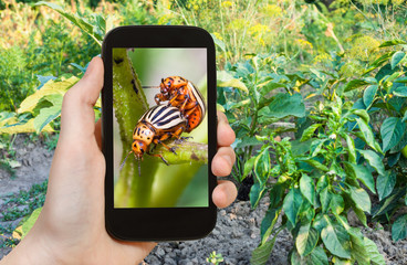 tourist photographs potato bug on eggplant bushes