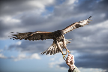 Eagle in wildlife