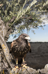 Eagle in wildlife