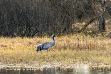 Crane standing and looking at the bog at the lake