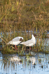 Black-headed gulls sitting on the beach at the water