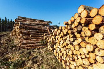 Depots for timber in the woods