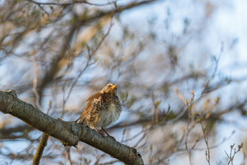 Fieldfare bird on a branch