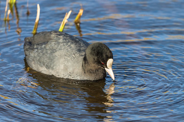Eurasian Coot swimming in the lake