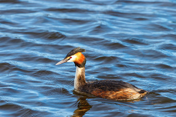 Colorful Great Crested Grebe in spring