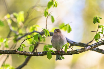 Branch with buds and a Chaffinch
