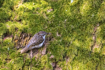 Treecreeper sitting on the moss