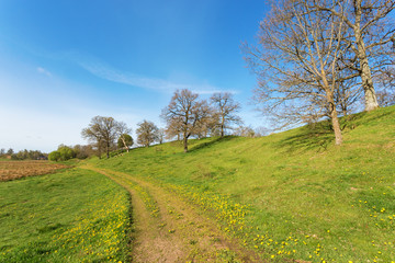 Flowering dandelions at the path in the meadow
