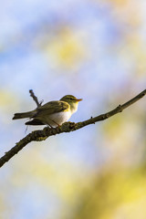 Wood Warbler sits and sings on a branch
