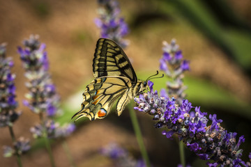 Old World swallowtail butterfly sitting on a lavender flower