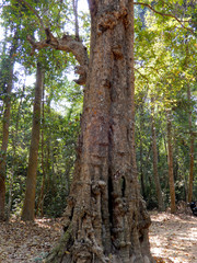 Old tree trunk