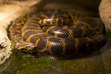 Paraguayan anaconda sleeping