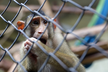 Monkey in captivity