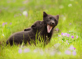 Arctic fox mother playing with a cub in summer