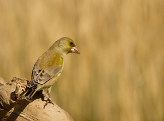 Obraz premium Close up of European greenfinch perched on a tree