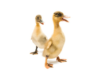 small geese isolated