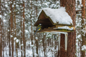 On a cold winter day, we take care of nature. Bird feeders for forest and park birds