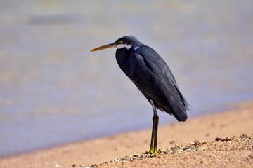 Reef Heron