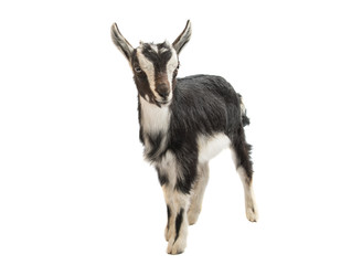 goat isolated