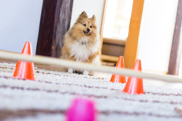 shetland sheepdog sits in front of a obstracle course at home