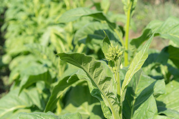 Plantation of tobacco in the north thailand.