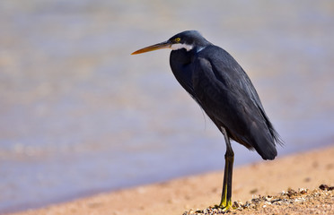 Reef Heron