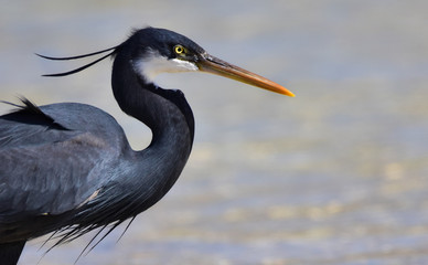 Reef Heron