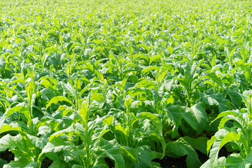 Plantation of tobacco in the north thailand.