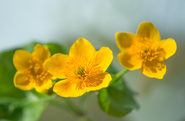 Obraz premium yellow spring flowers growing