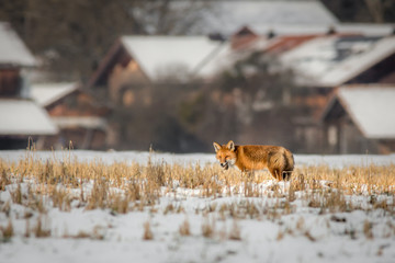 Fox hunting in front of a houses on a field winter day
