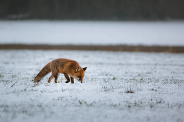 Fox hunting in a field on a winter day