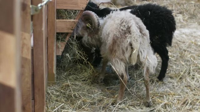 sheep eat hay on the farm
