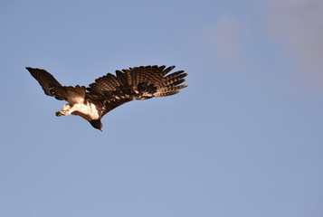 Kampfadler fliegt