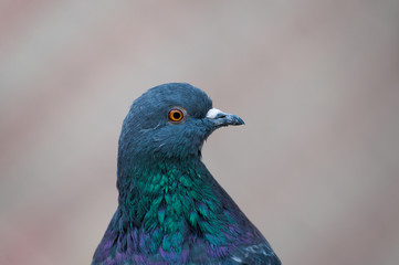 A portrait of a beautiful pigeon with bright colorful neck