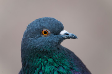 A portrait of a beautiful pigeon with bright colorful neck and orange eyes. Closeup portrait