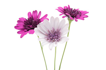 Osteosperumum Flower Daisy Isolated