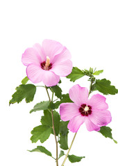 pink hibiscus isolated
