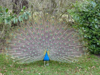 Obraz premium Peacock display 