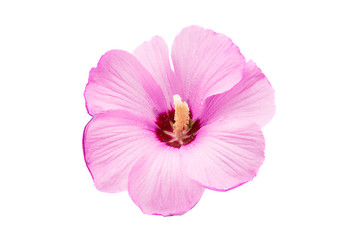 pink hibiscus isolated