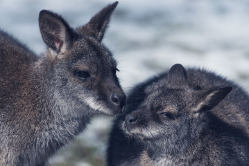 Fototapeta premium Kangourou série 2/5