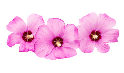 pink hibiscus isolated