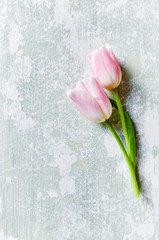 Pastel Pink Tulips on Rustic Background