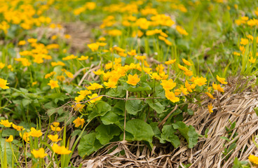yellow spring flowers growing