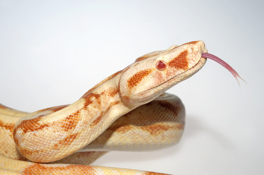z&uuml;ngelne Boa (Boa constrictor) - red-tailed boa 