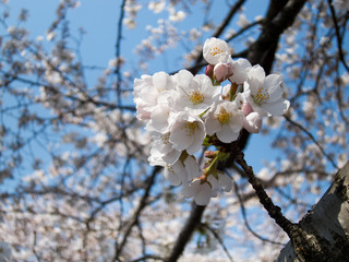 Obraz premium サクラ