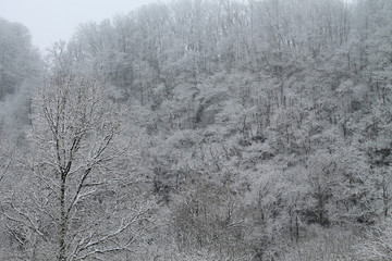 la neige tombe sur une forêt Limousine