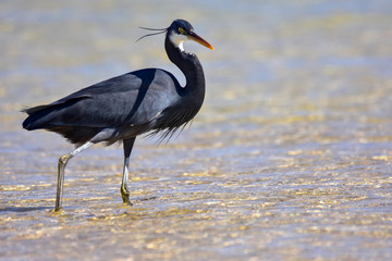 Reef Heron