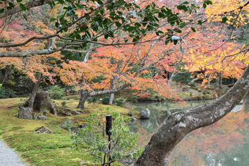 the garden autumn in kyoto at japan