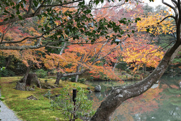 the garden autumn in kyoto at japan