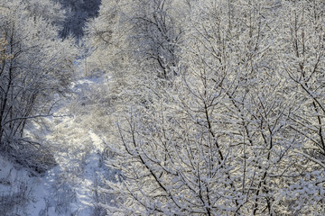 Branches covered with snow.
